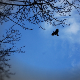 RAVEN WINGS