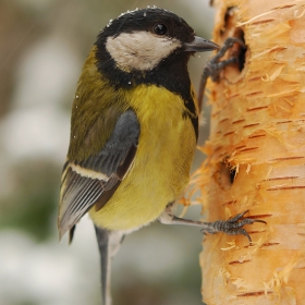 Голям Синигер (Parus major)