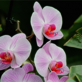 Orquídeas