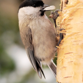 Parus palustris       http://www.dreamstime.com/earning_det.php?imageid=13082782