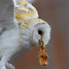  Забулена сова - Lechuza (Tyto alba)