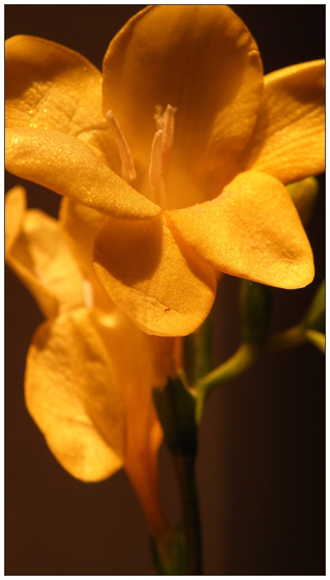 Fleur d'OR