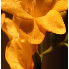 Fleur d'OR