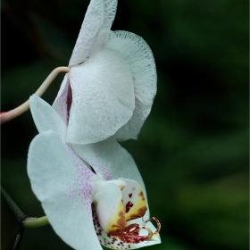 Orquídea