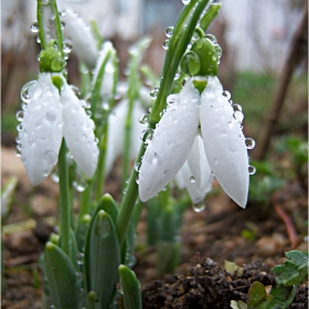 Galanthus :)