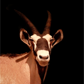 Африканска антилопа Орикс - (Oryx Gazella) Órice de El Cabo