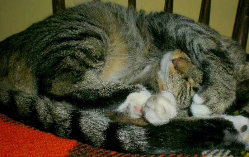 котето