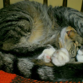 котето