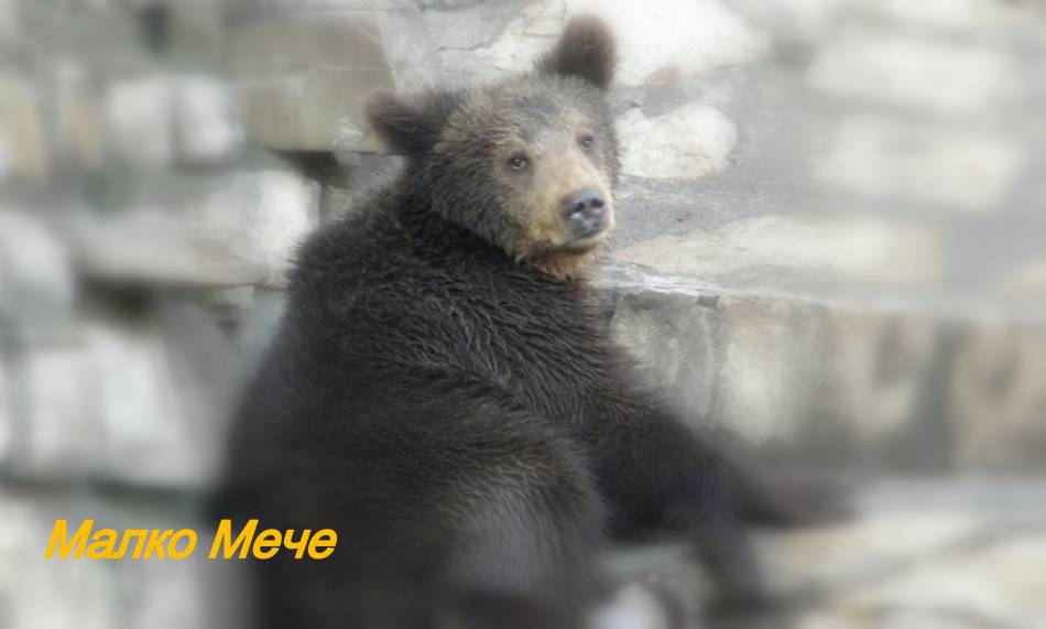 Малкото Мече