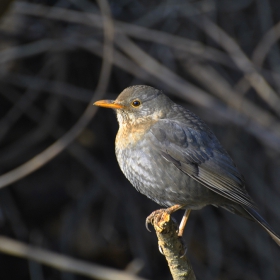 Кос/Turdus merula - Женска