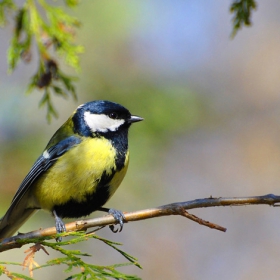 Голям синигер (Parus major)