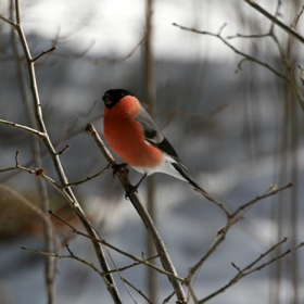 Червенушка (Pyrhula pyrhula)