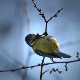  Син синигер (Parus caeruleus)