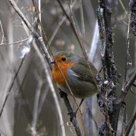 Червеногръдка (Erithacus rubecula )