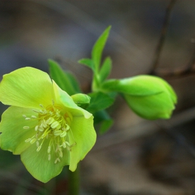 Кукуряк (Heleborus), Кукурек, Спреж, Бабатура, Миризлив кукуряк