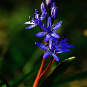 ***Обикновен синчец Scilla bifolia****