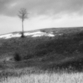 one hill for a tree /bw/