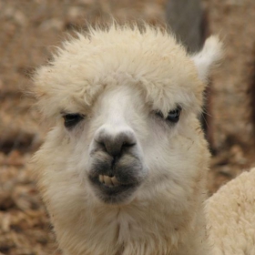 ALPACA NEED NEW TEETH