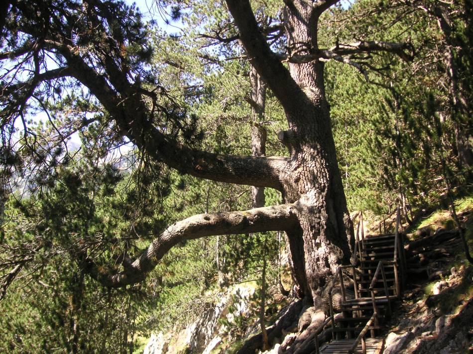 Байкушевата мура(на 1330г.)