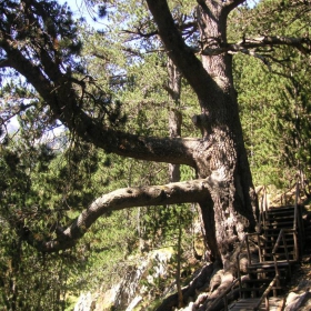 Байкушевата мура(на 1330г.)