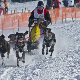 Sled dog racing Czech republic cup 2010