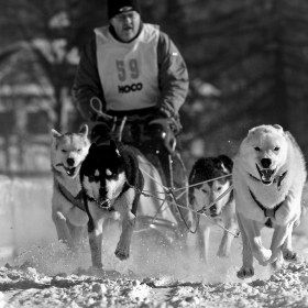 Sled dog racing Czech republic cup 2010