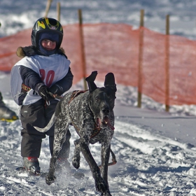 Sled dog racing Czech republic cup 2010