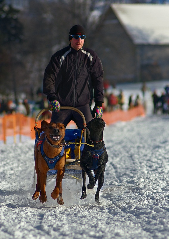 Sled dog racing Czech republic cup 2010