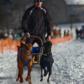 Sled dog racing Czech republic cup 2010