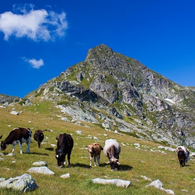 Българската 