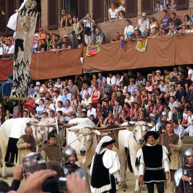 парада преди Palio di Siena-тези добичета са по около 1,90 м. високи!!!