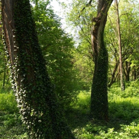 Гората