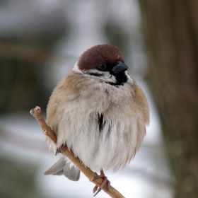 Passer domesticus