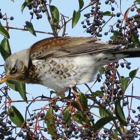 Хвойнов дрозд (Turdus pilaris )