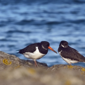 Стридояд (Haematopus ostralegus)