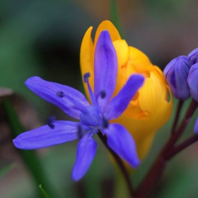 **Обикновен синчец Scilla bifolia***