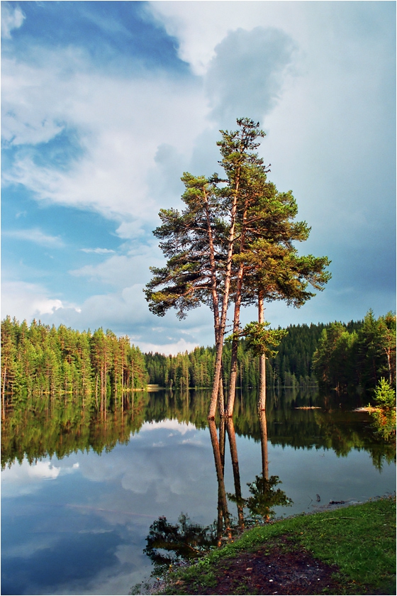 XII _ _ и неговото отражение