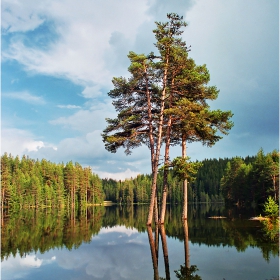 XII _ _ и неговото отражение