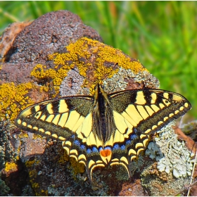 Голям  полумесец (Papilio machaon)