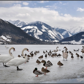 Zell am See