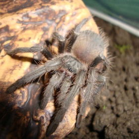 moqta tarantula