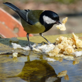 Parus major - Голям синигер