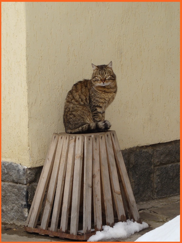 Коте 2