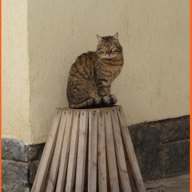 Коте 2
