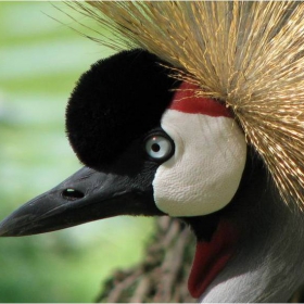 CROWNED CRANE