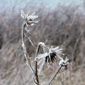 Icy flower