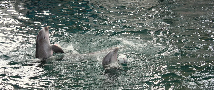 Dolphin show - Varna March 2010