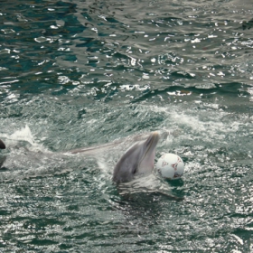Dolphin show - Varna March 2010