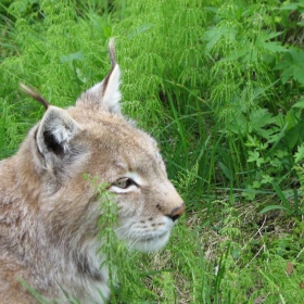  A LYNX IN NORGE