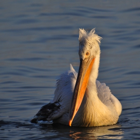 Къдроглав пеликан / Pelecanus crispus